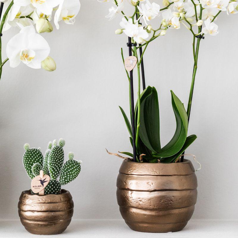 Geschenkset Home Hub | Pflanzenset mit keramischen Deko-Töpfen