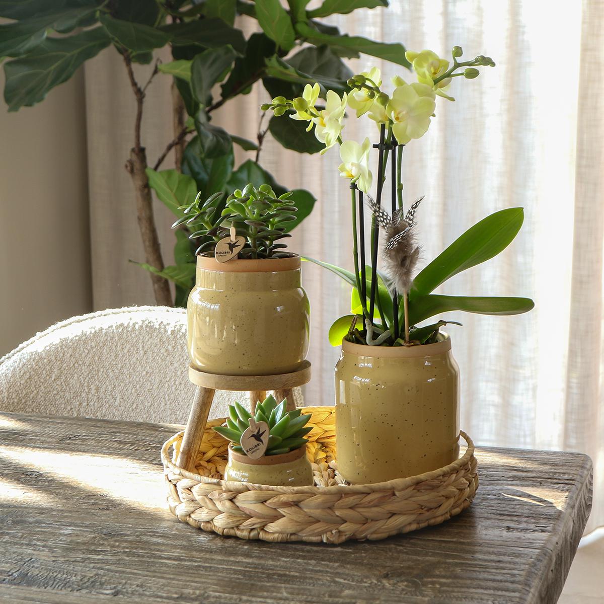 Grünpflanzen mit gelber Phalaenopsis-Orchidee in khakifarbenen Vintage-Töpfen