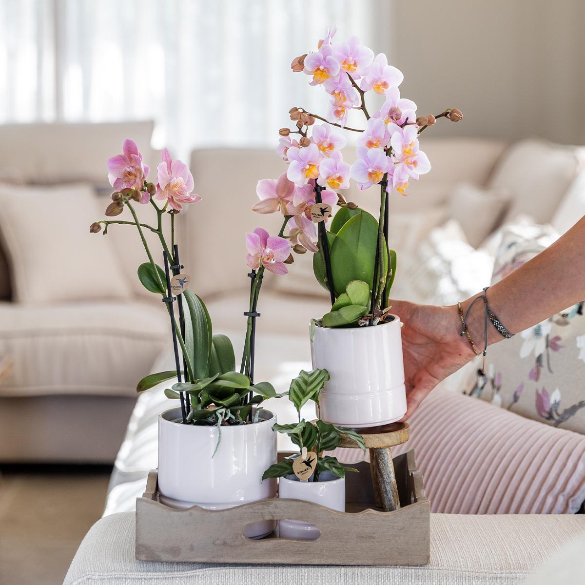 Orchidée rose phalaenopsis + pot pastel