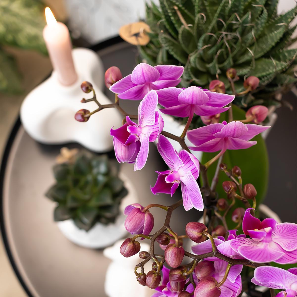  Lila/rosa Phalaenopsis-Orchidee bestellen