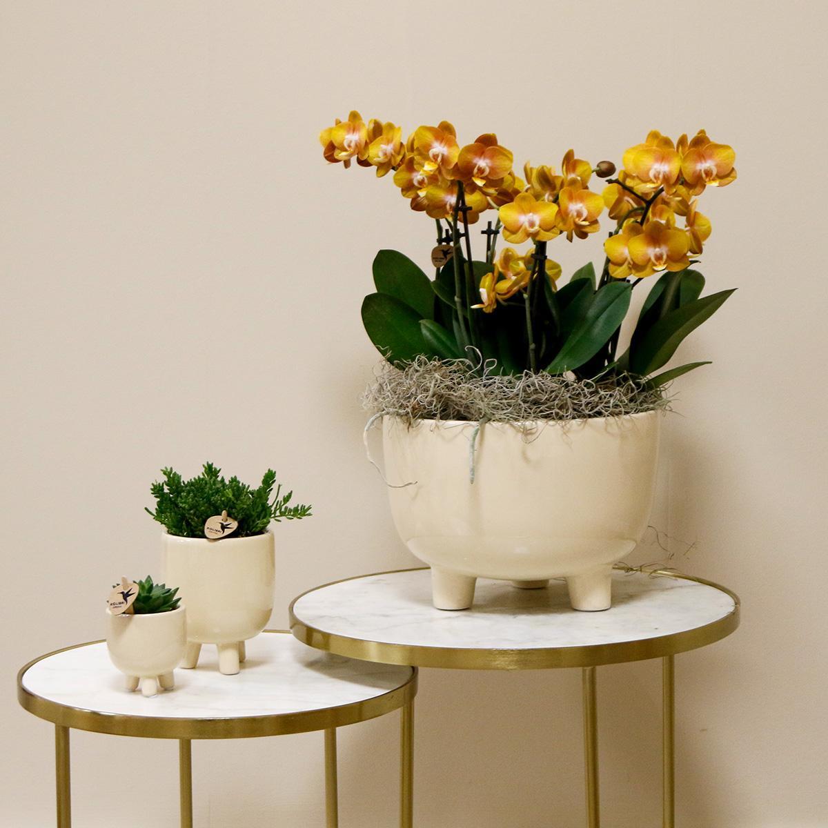 Plante d'orchidée orange dans un bol en caoutchouc avec réservoir d'eau
