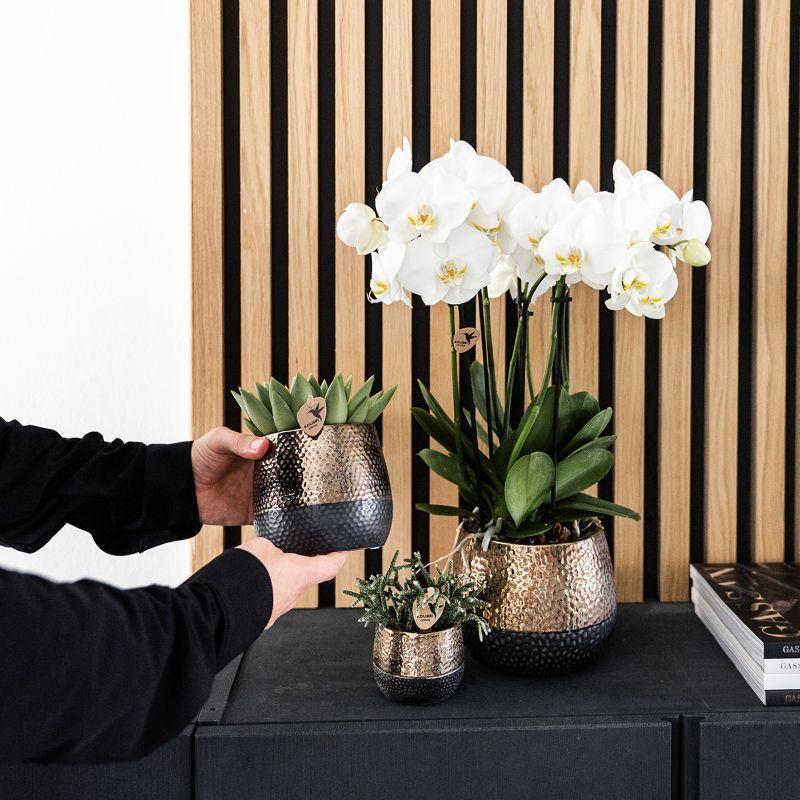 Geschenkset Home Hub | Pflanzenset mit keramischen Deko-Töpfen