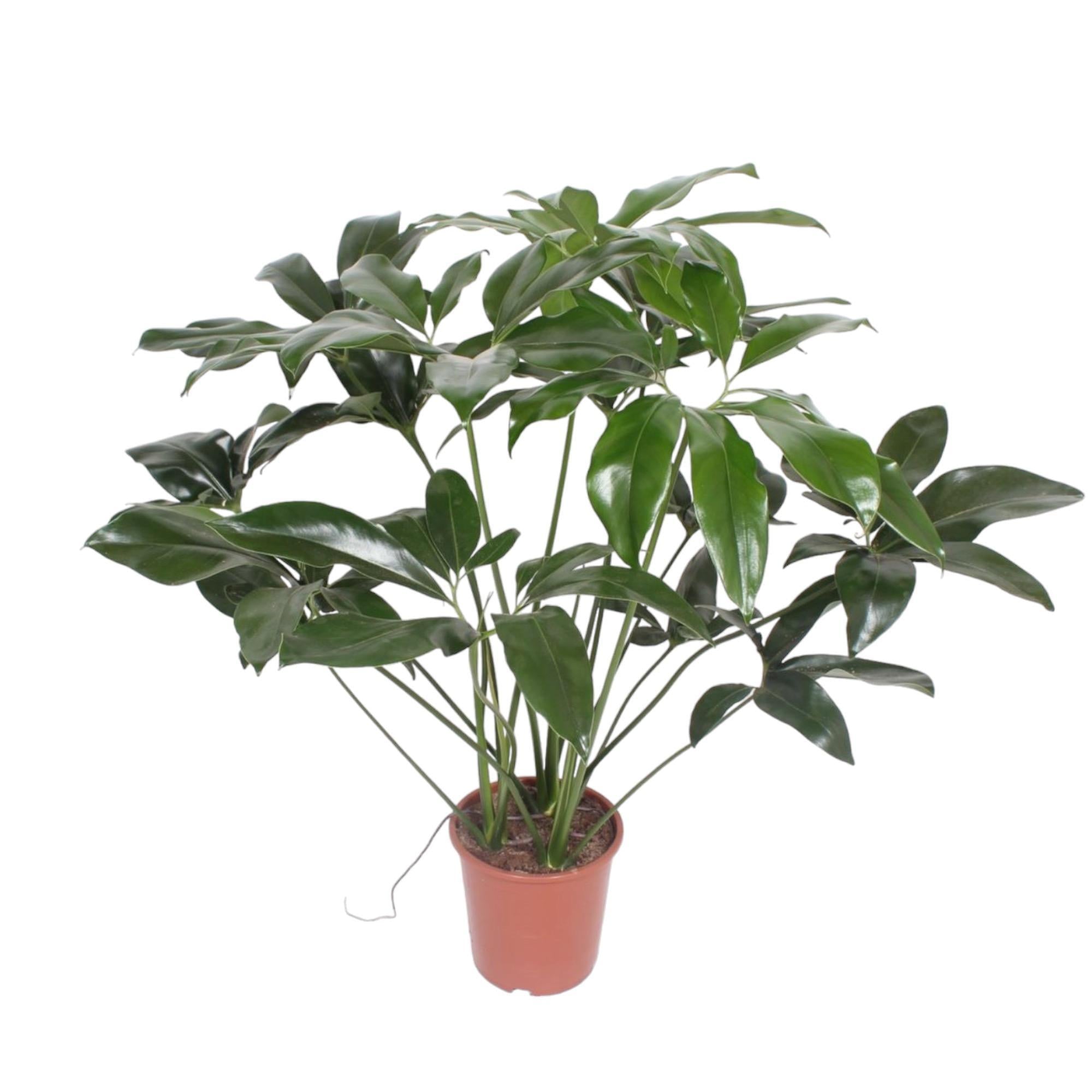 Philodendron Green Wonder kaufen