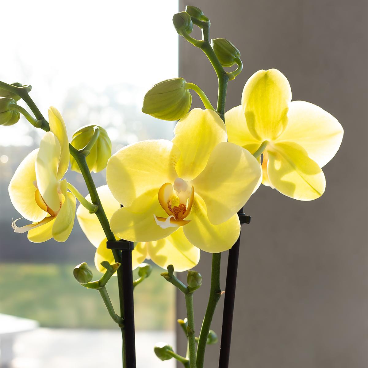 Gelbe Phalaenopsis-Orchidee bestellen