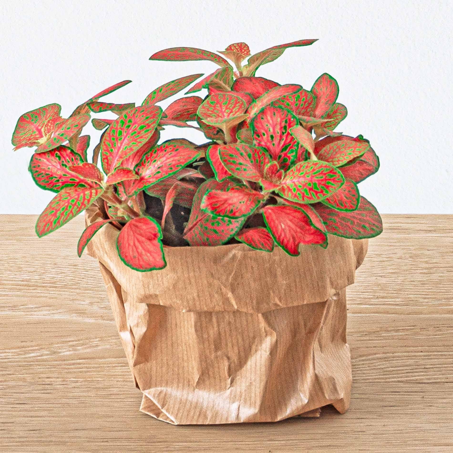 Fittonia Red (Forest Flame)