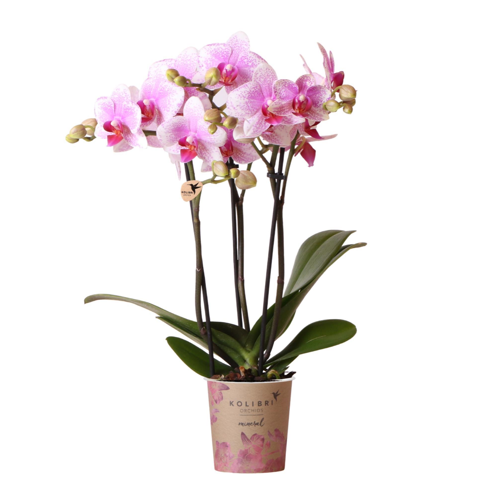 Pinke Phalaenopsis-Orchidee kaufen