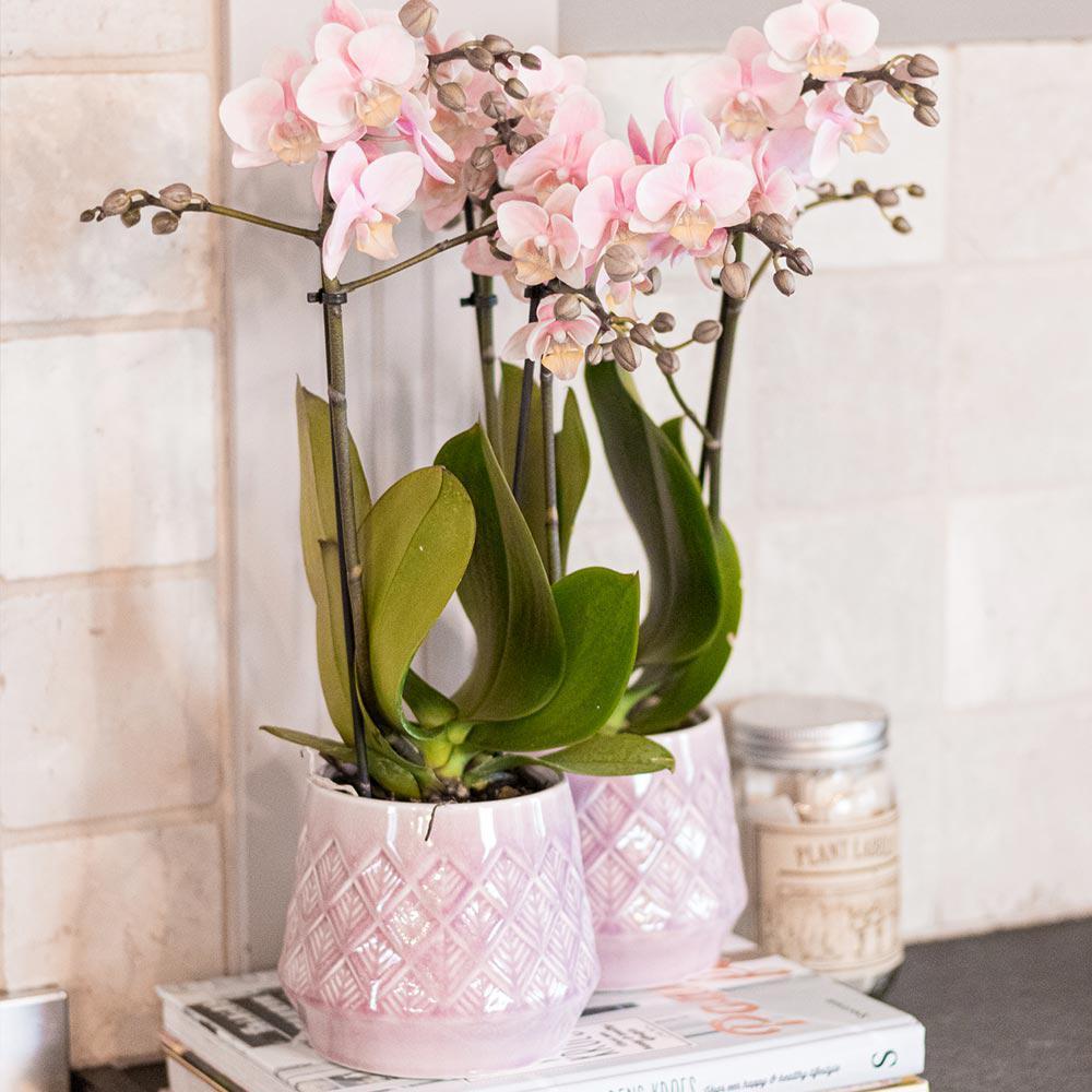 Rose Orchidee online bestellen