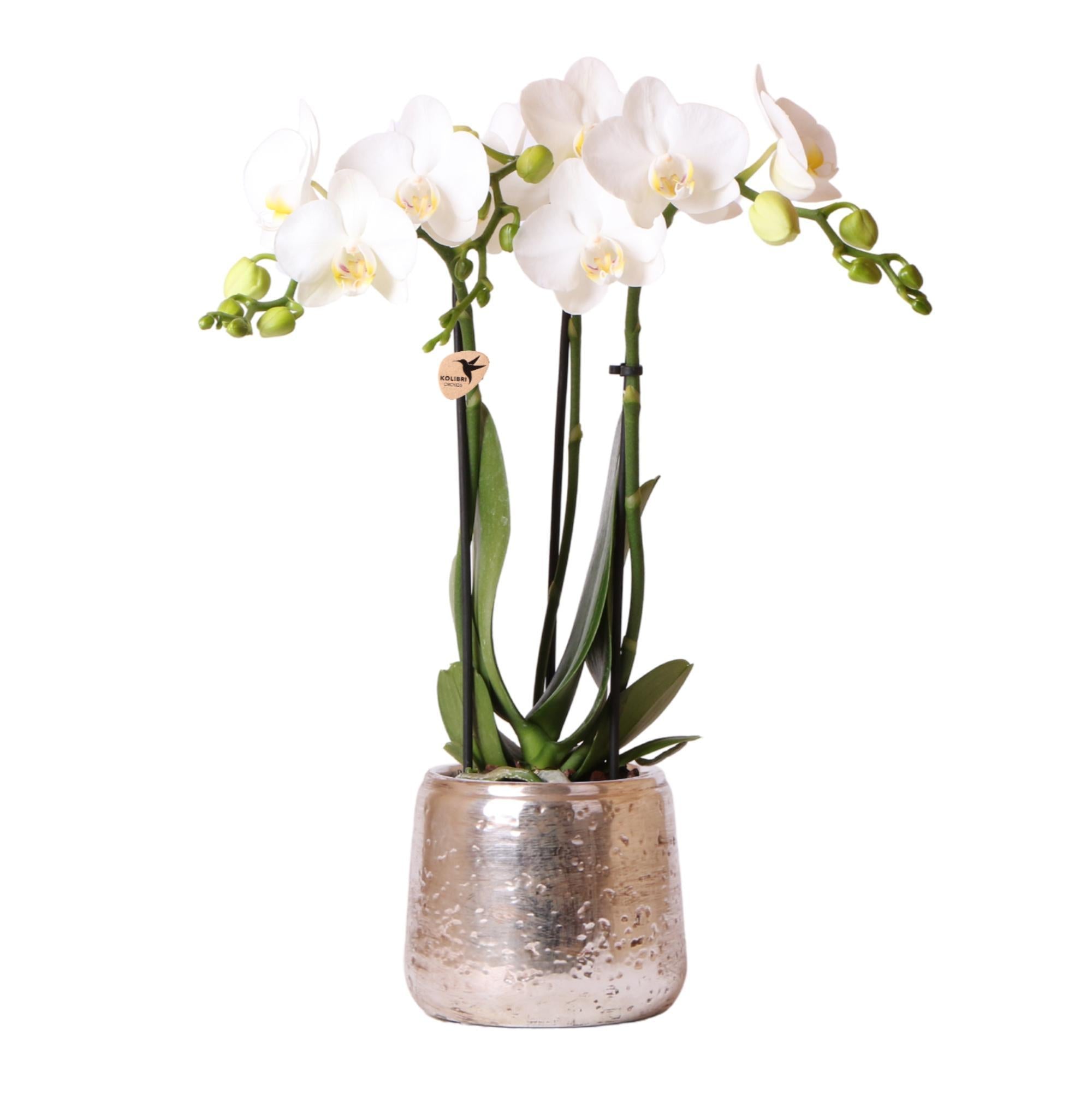 Weiße Phalaenopsis-Orchidee - Amabilis + Luxus-Dekotopf silber