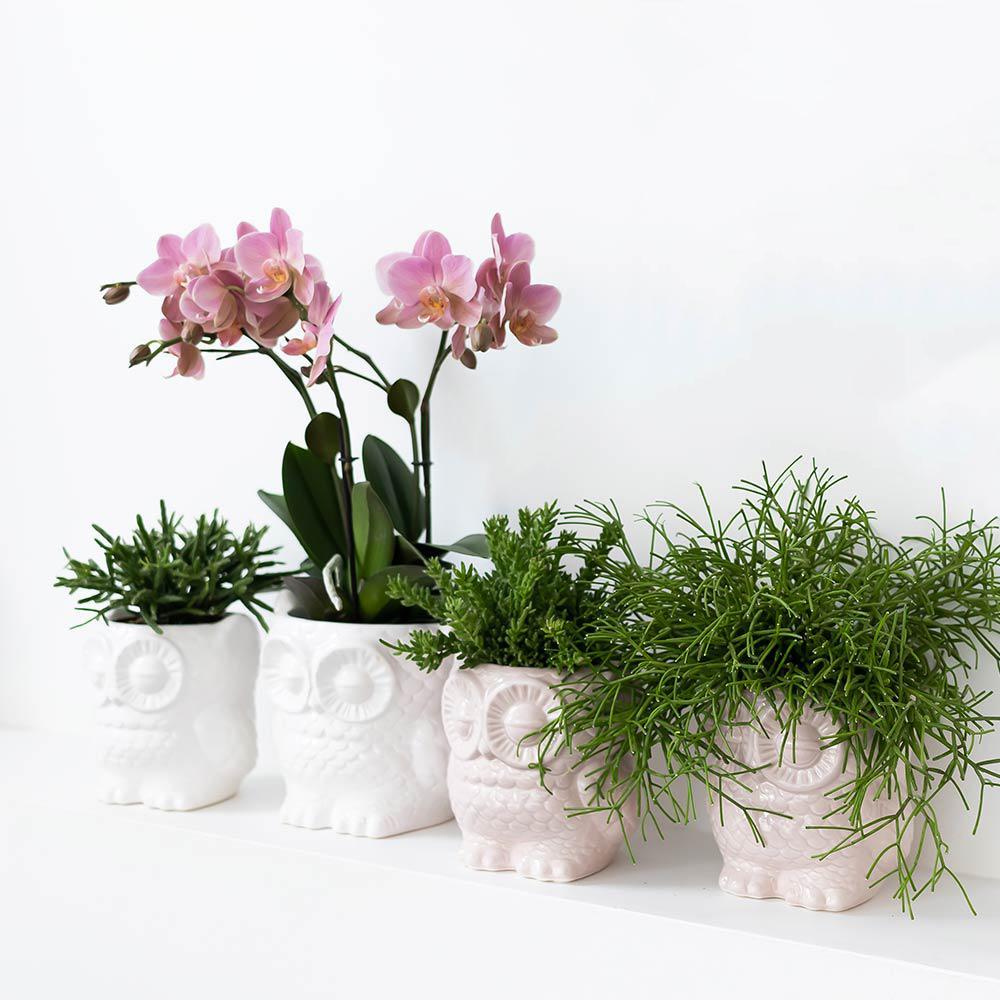 Duo orchidée et succulente | Comprend des pots décoratifs en céramique