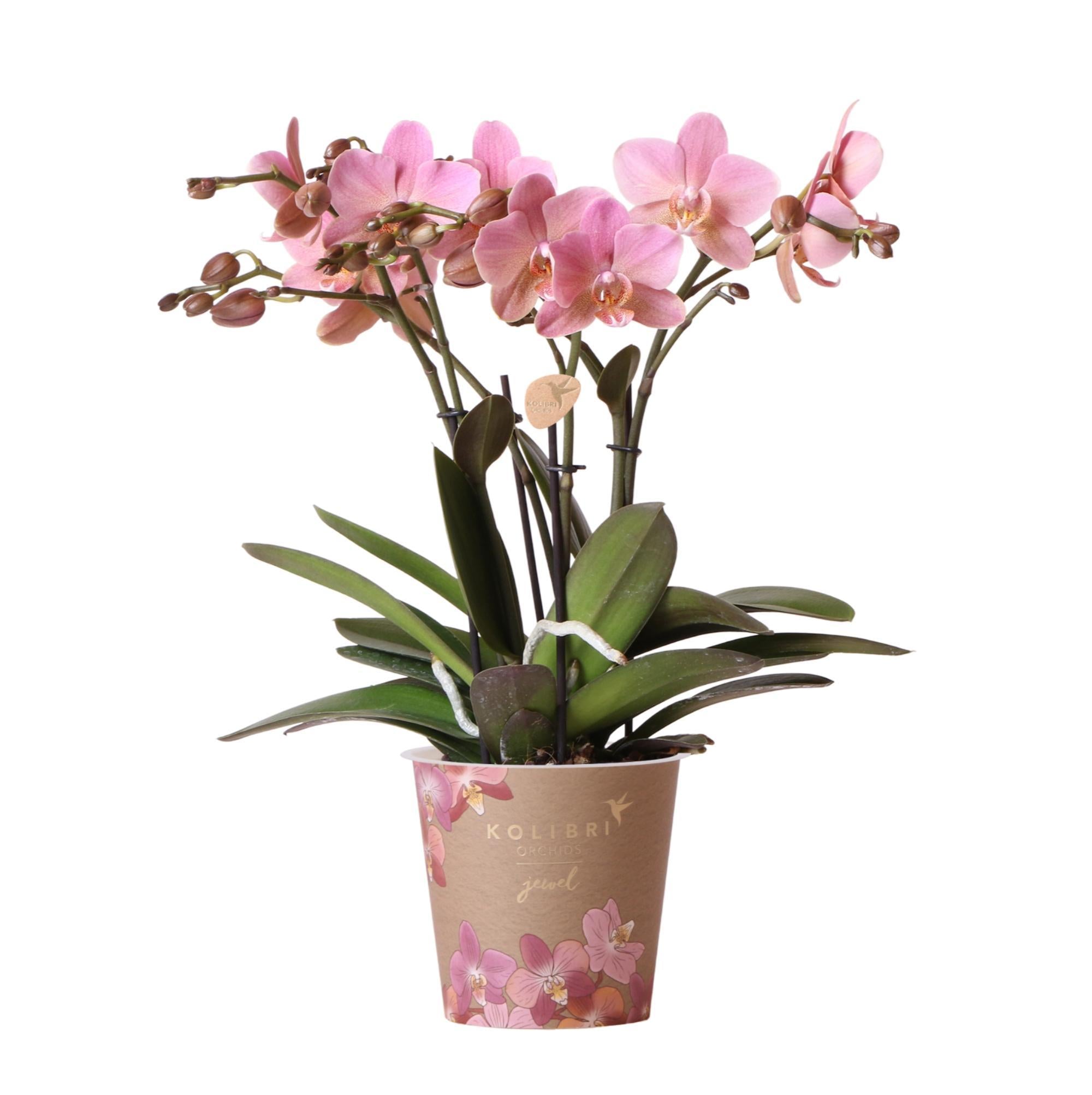 Alte Rose Orchidee (Phalaenopsis) kaufen
