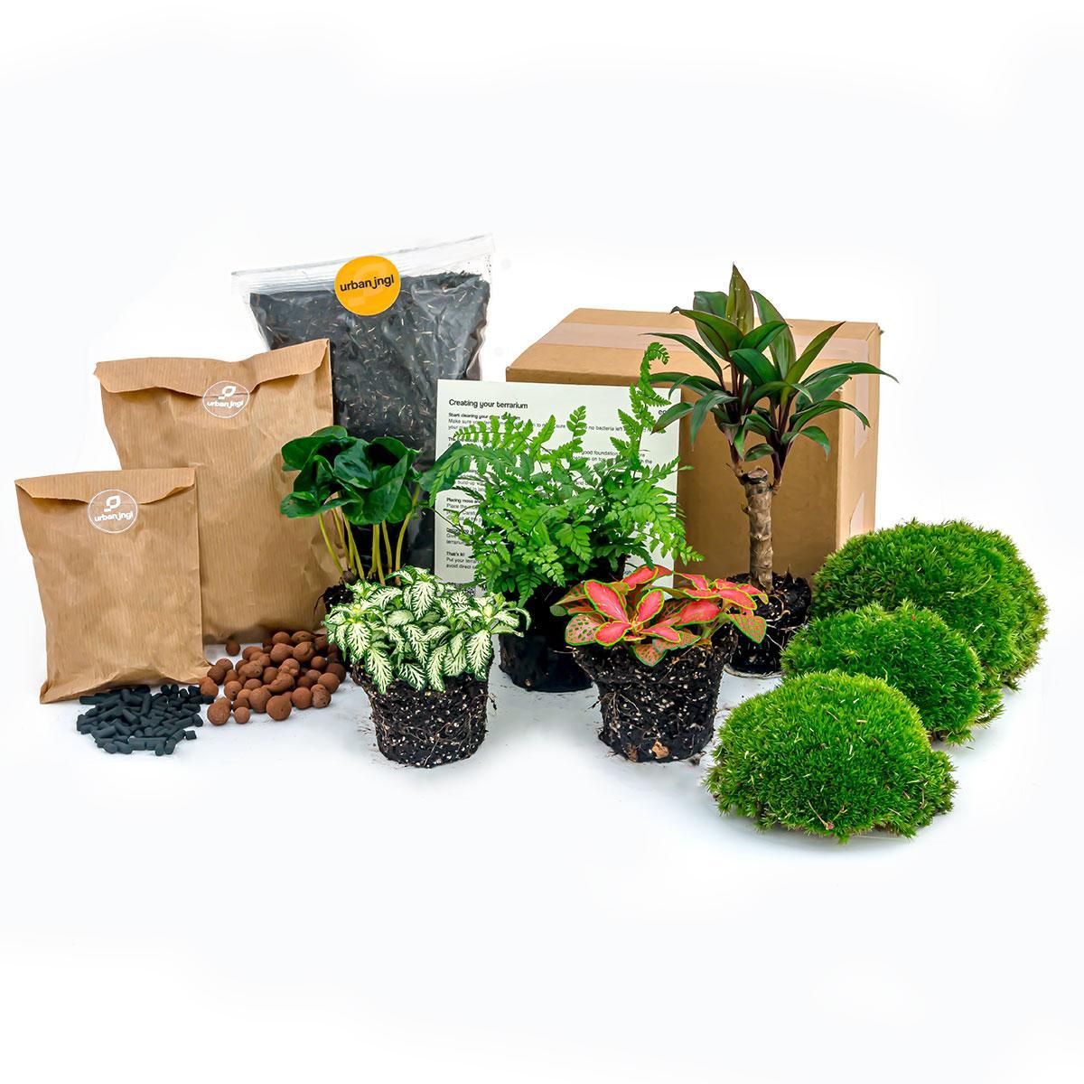 Pflanzenterrarium-Paket kaufen