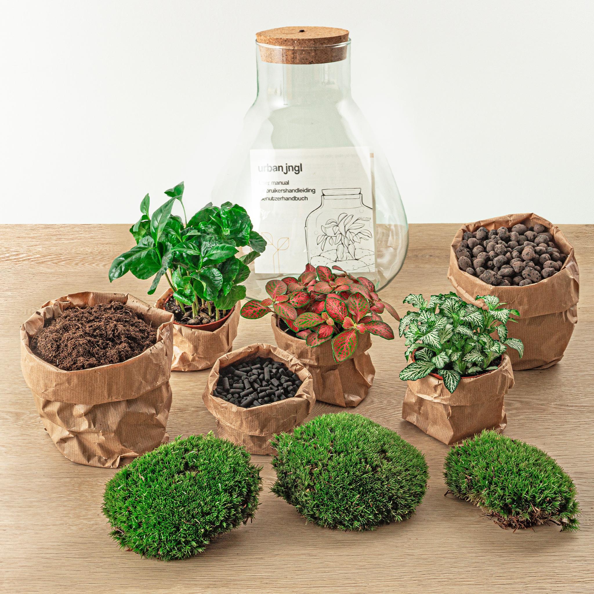 Pflanzen Terrarium mit Light Kit Bestellen