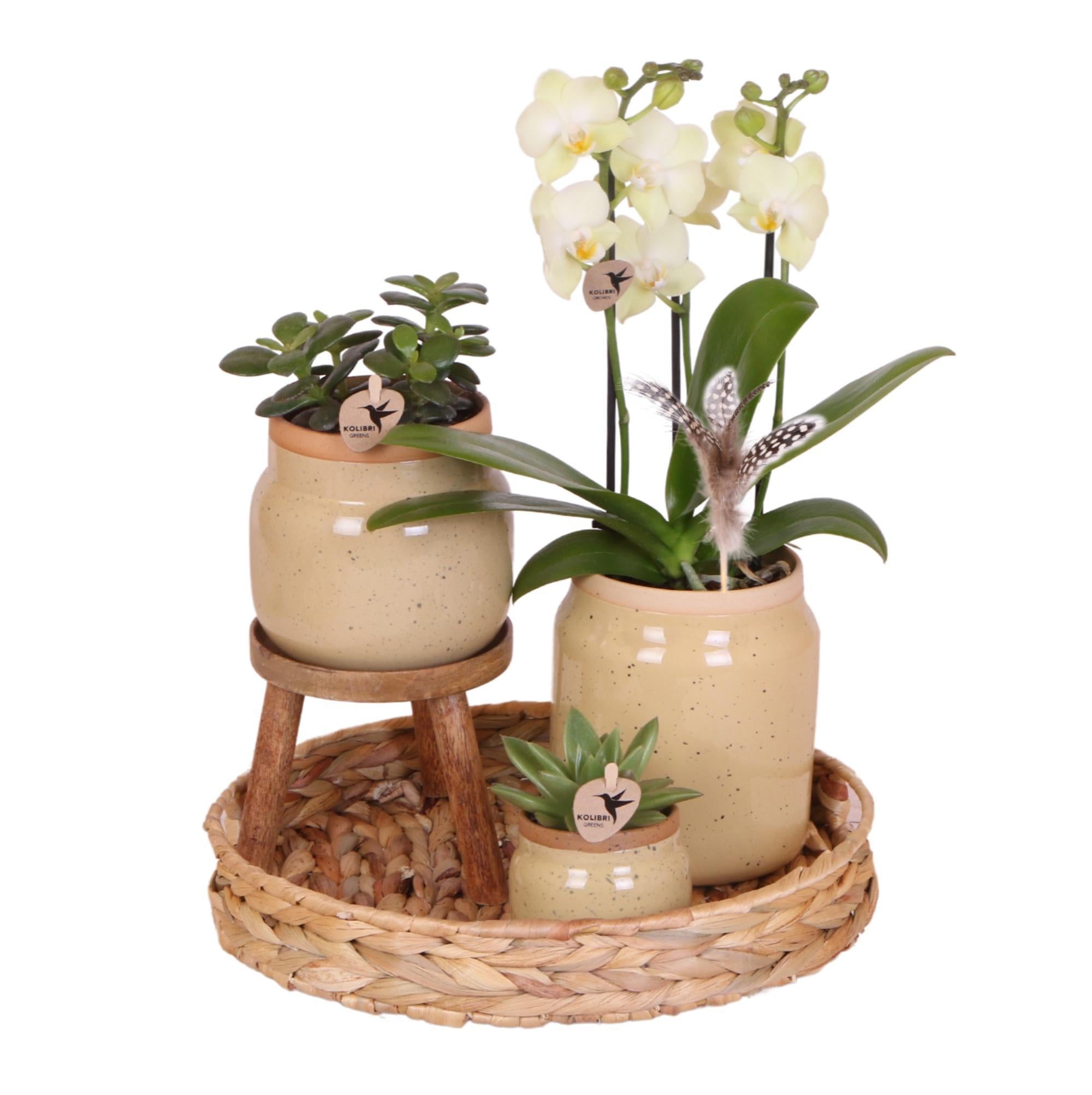 Grünpflanzen mit gelber Phalaenopsis-Orchidee in khakifarbenen Vintage-Töpfen kaufen