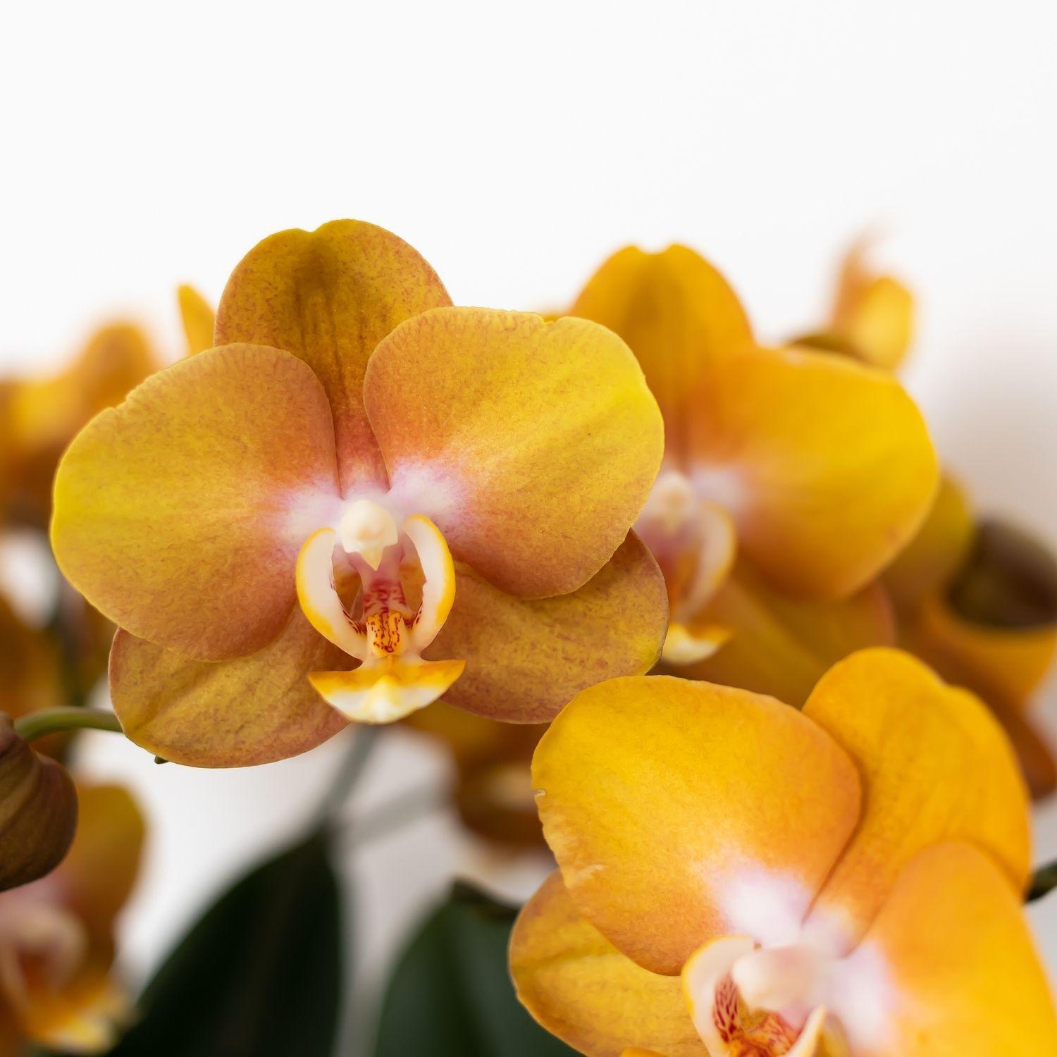 Orange Orchidee Phalaenopsis Blümen