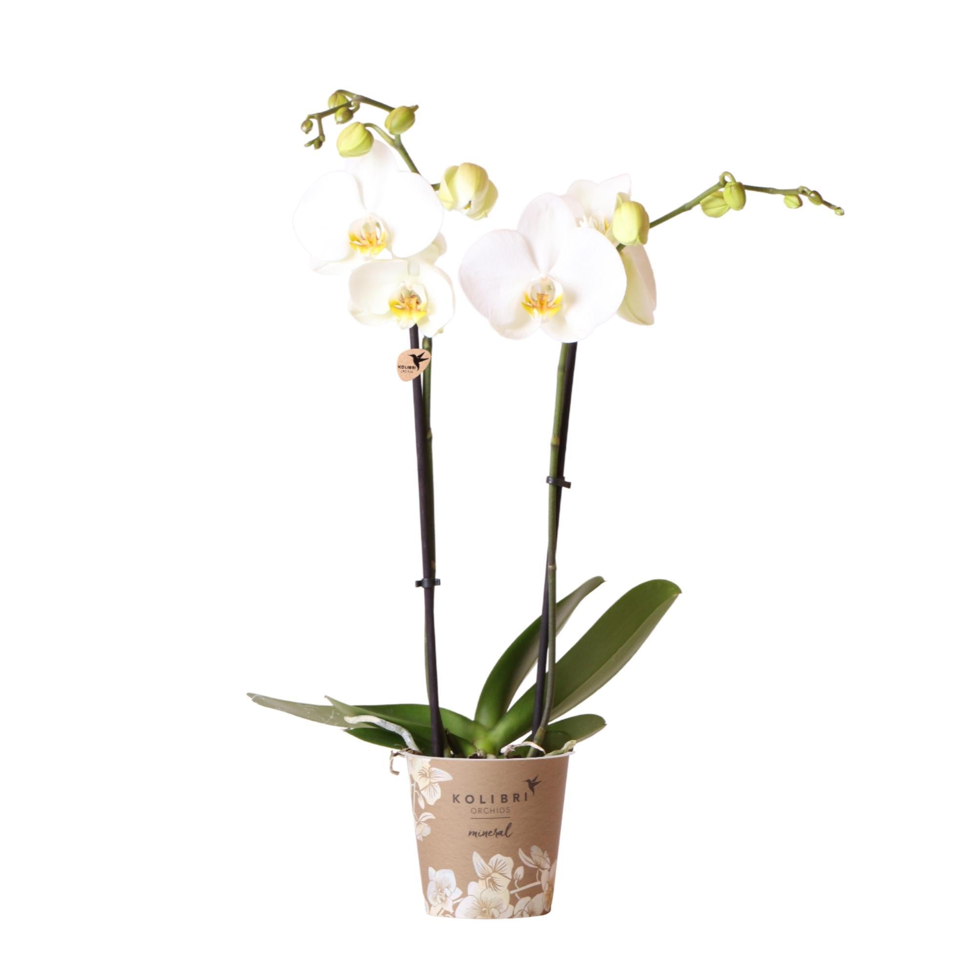 Weiße Phalaenopsis-Orchidee kaufen