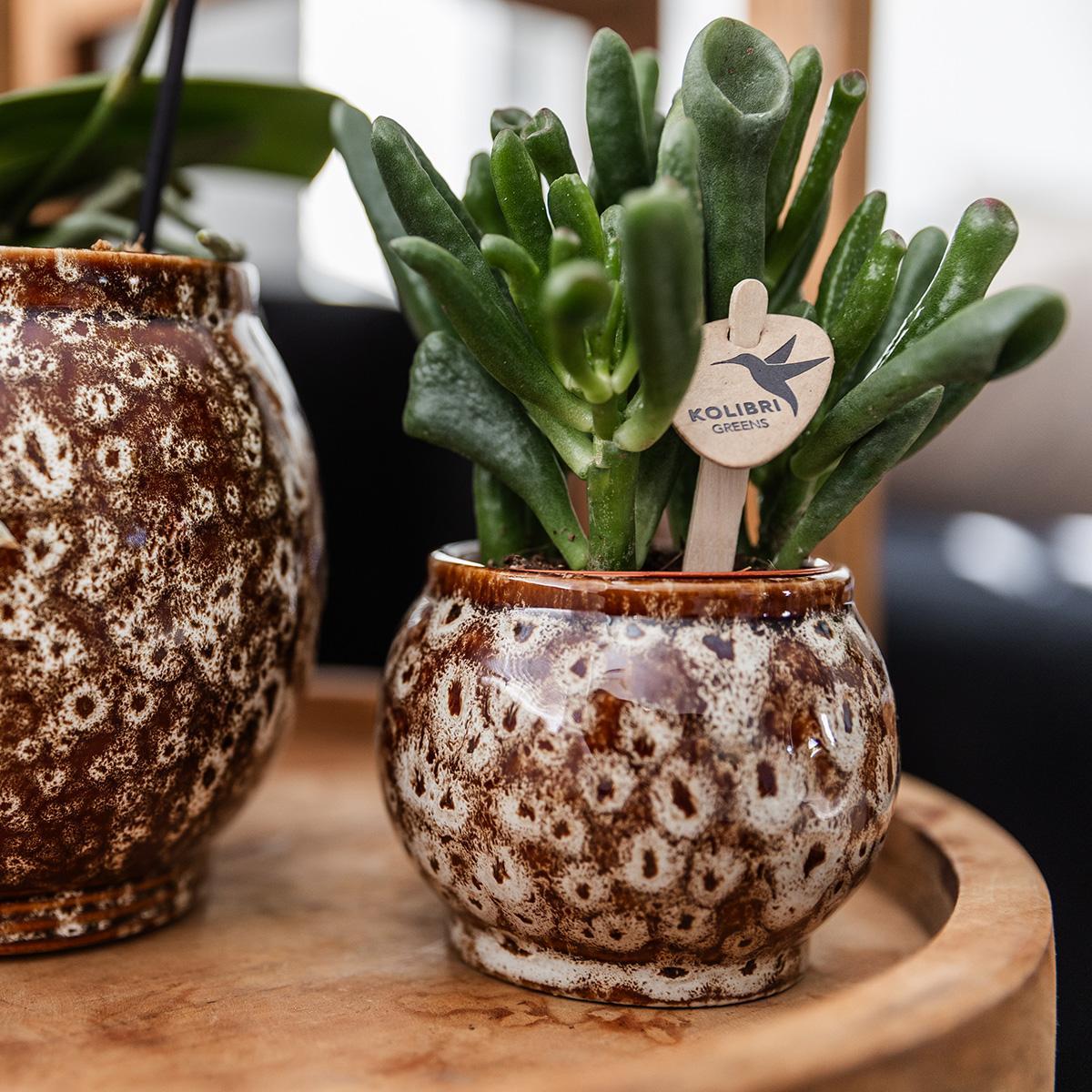 Geschenkset Phalaenopsis | inkl. Keramik-Dekotöpfchen kaufen