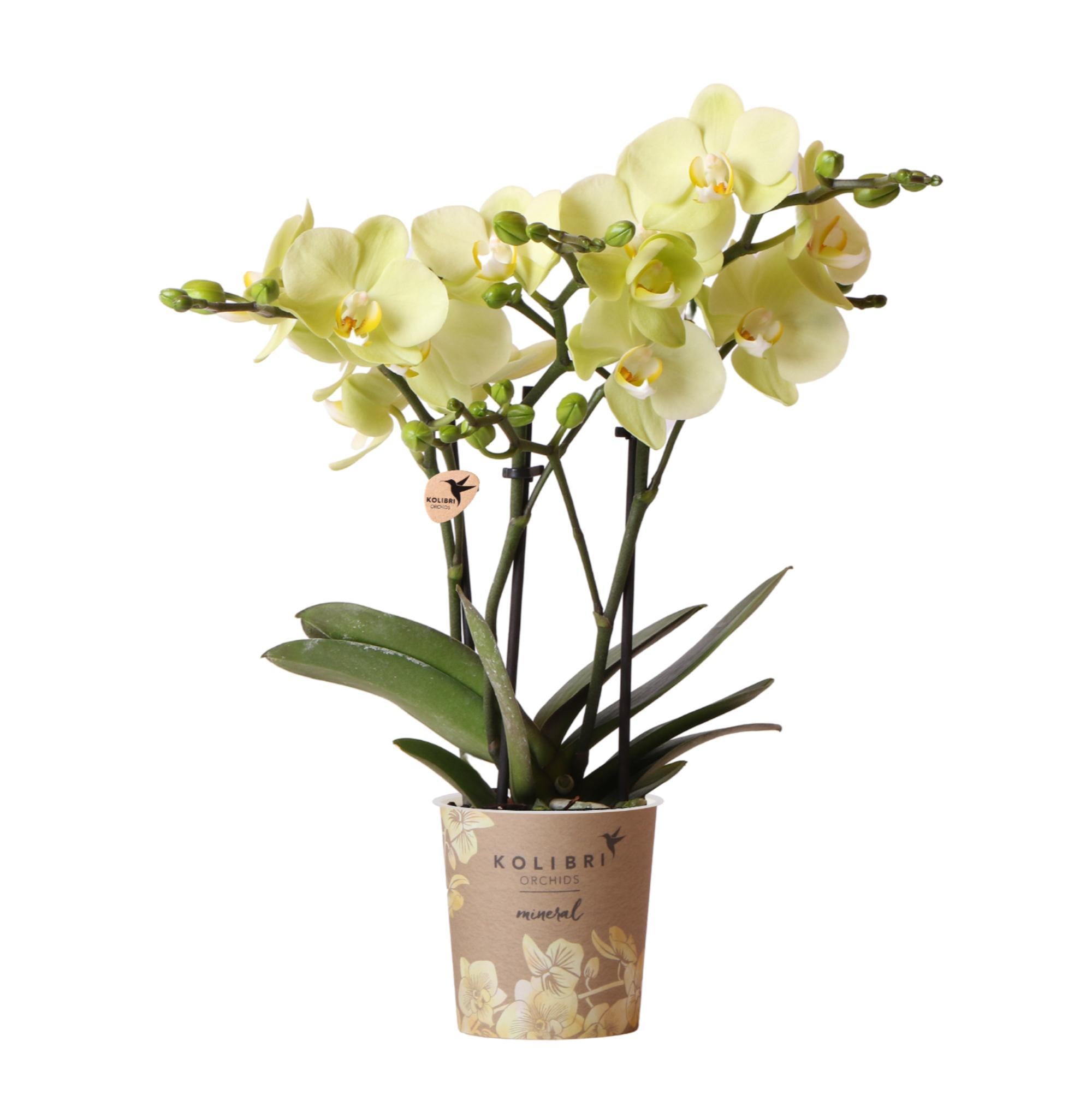 Gelbe Phalaenopsis-Orchidee kaufen
